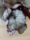 Begonia Magik 5