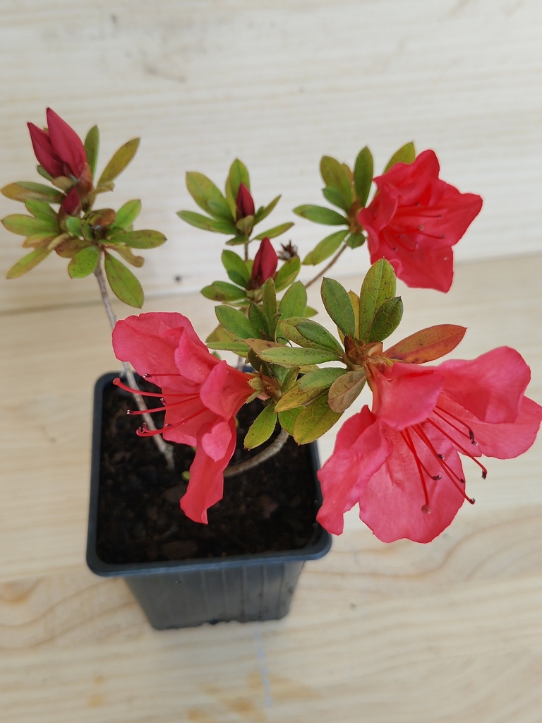 Azalea Blaus Pink, maceta 9x9cm