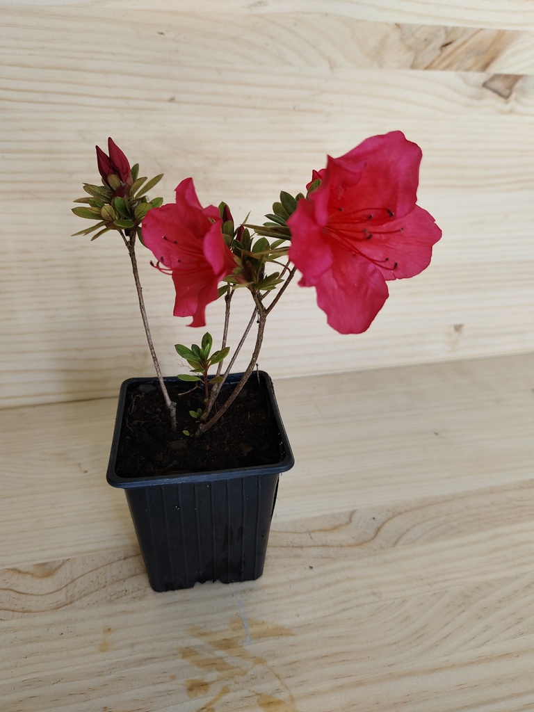 Azalea Blaus Pink, maceta 9x9cm