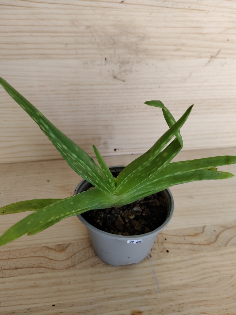 Aloe Vera mini