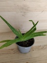 Aloe Vera mini