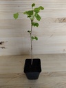 Gincko Biloba