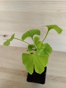Gincko Biloba