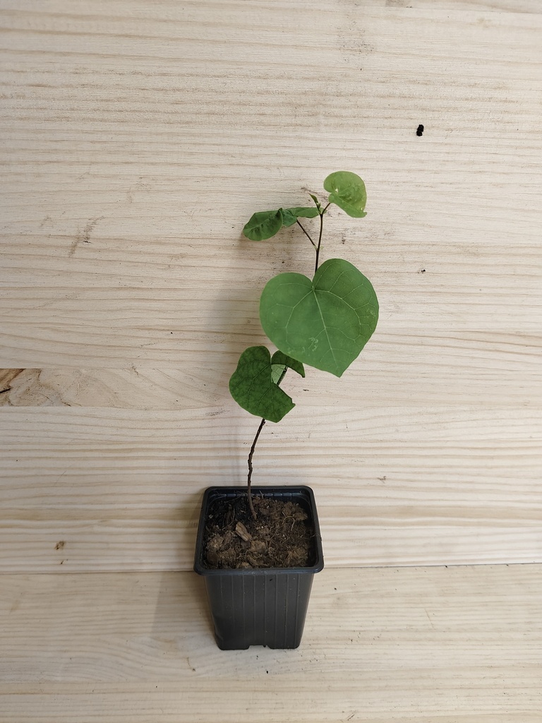 Cercis (árbol del amor)