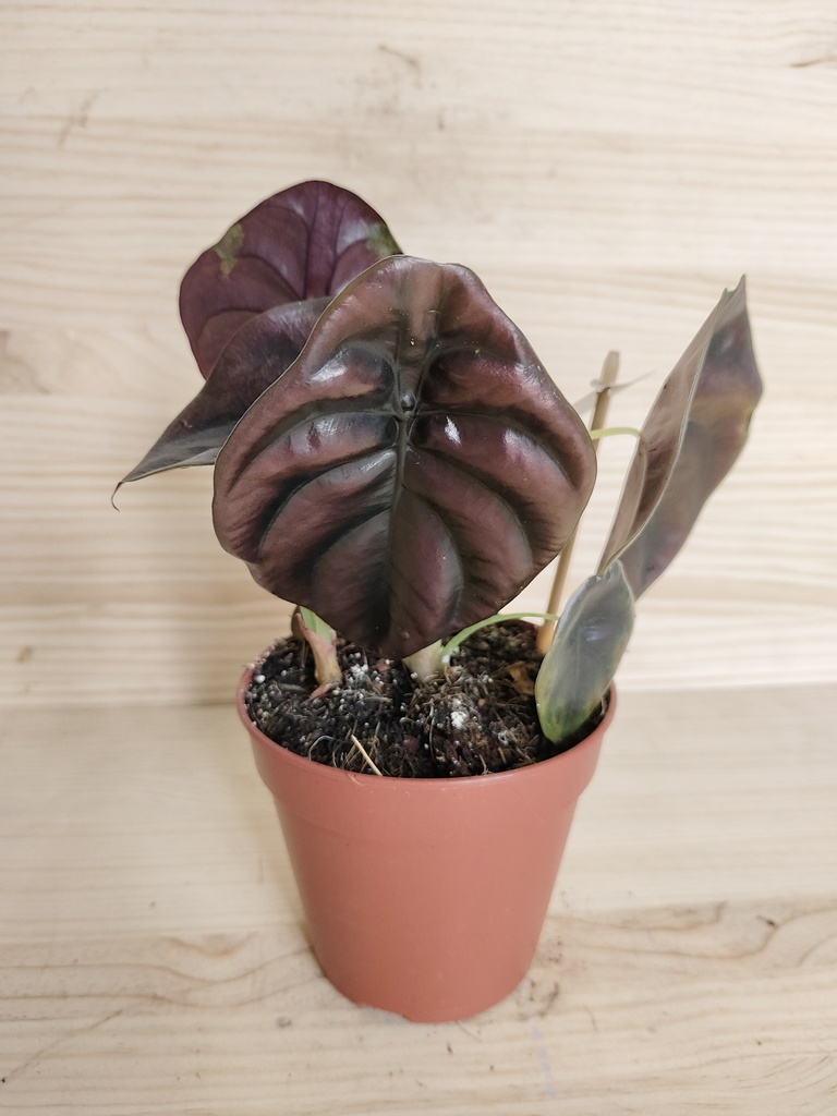 Alocasia red secret