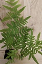 Osmunda regalis
