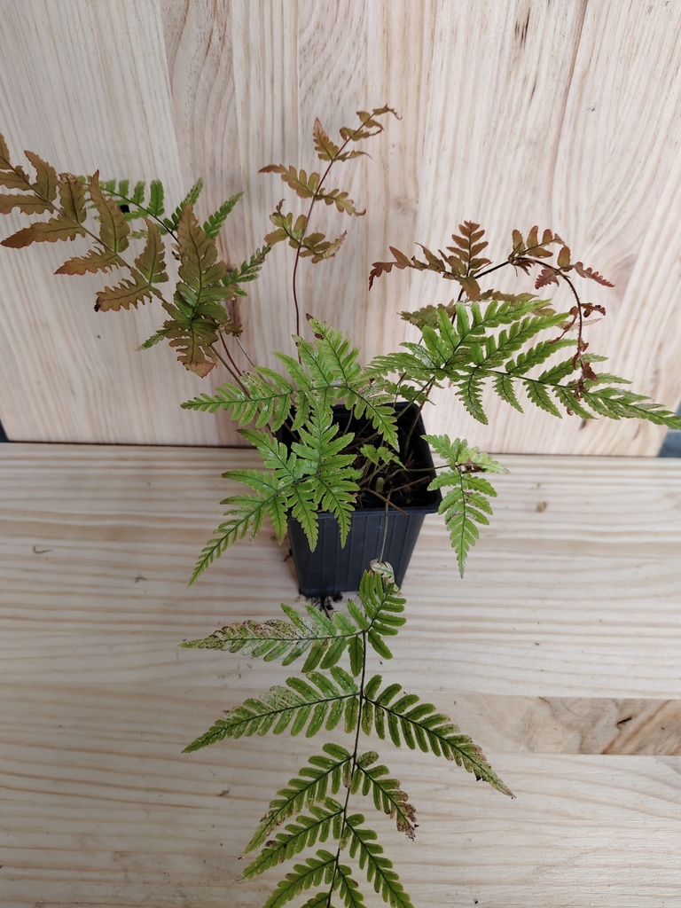 Dryoptheris Erithosora