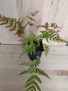 Dryoptheris Erithosora