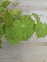 Begonia rex