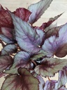 Begonia Rex rosada