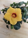Hibiscus amarillo