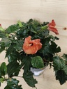 Hibiscus naranja