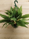 Chlorophytum Princess Mabel