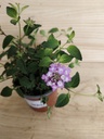 Lantana montevidensis