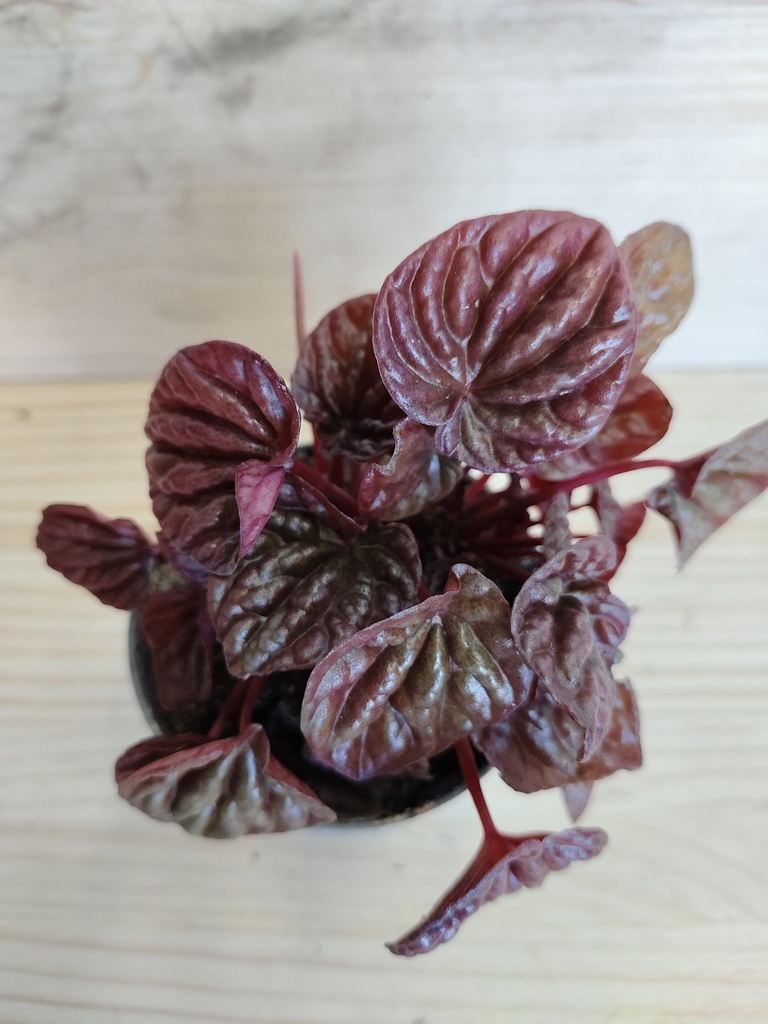 Peperomia Quito