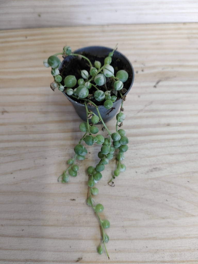 Senecio variegata