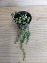 Senecio variegata
