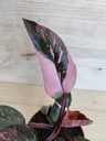 Philodendron Pink princess