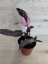 Philodendron Pink princess