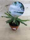 Biophytum sensitivum