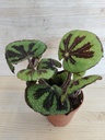 Begonia masoniana rock