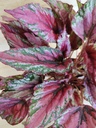 Begonia maui sunset