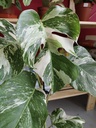 Monstera variegata