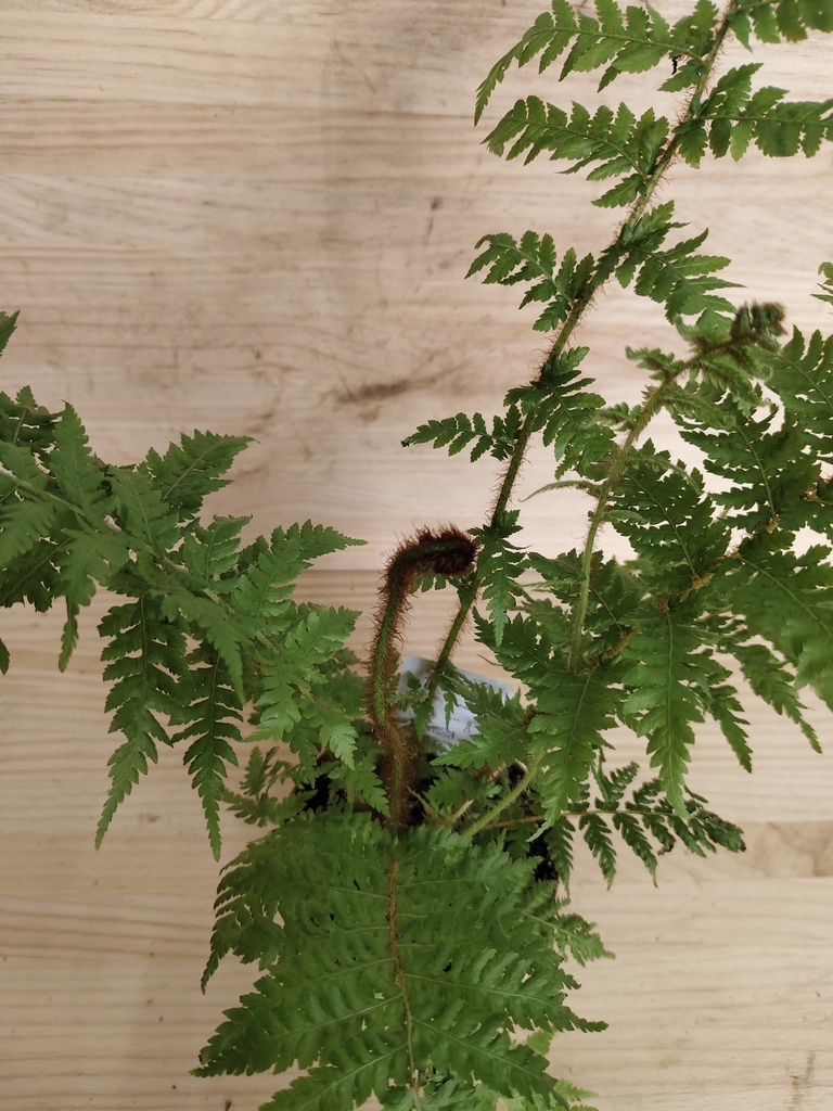 Cyathea