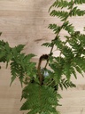 Cyathea