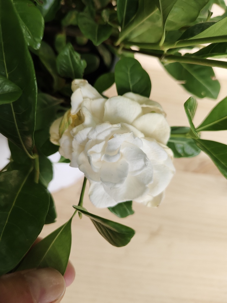 Gardenia
