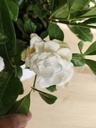 Gardenia