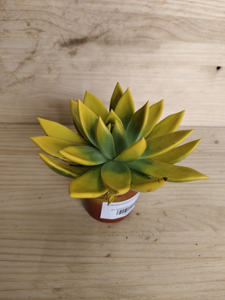 Echeveria miranda amarilla
