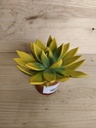 Echeveria miranda amarilla