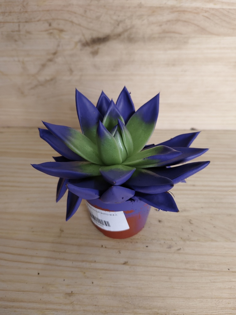 Echeveria miranda morada