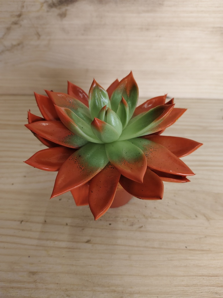 Echeveria miranda naranja
