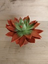Echeveria miranda naranja