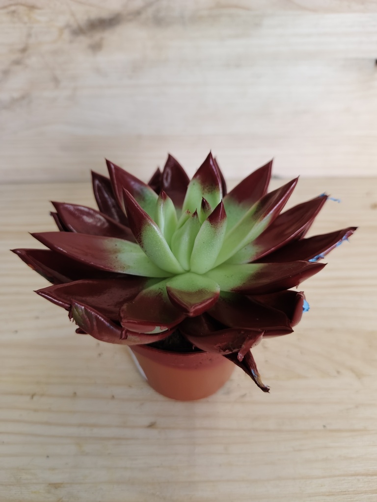 Echeveria miranda granate
