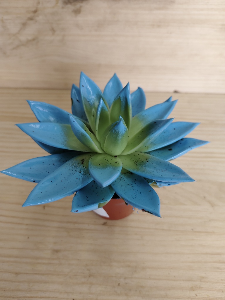 Echeveria miranda azul