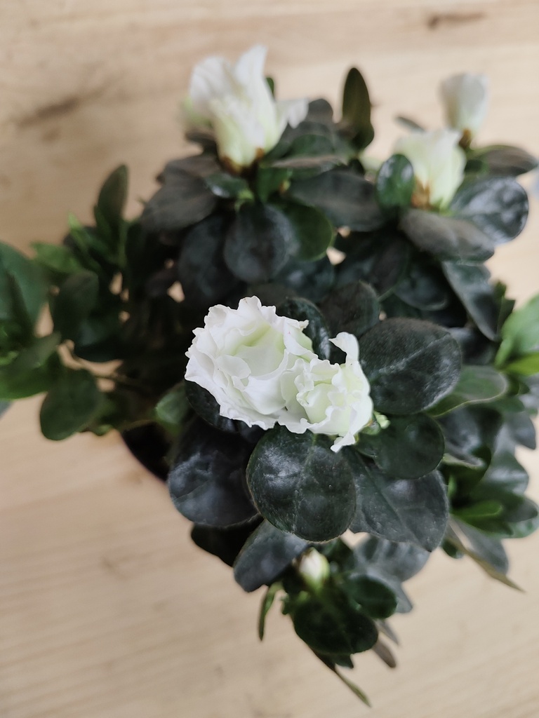 Azalea blanca