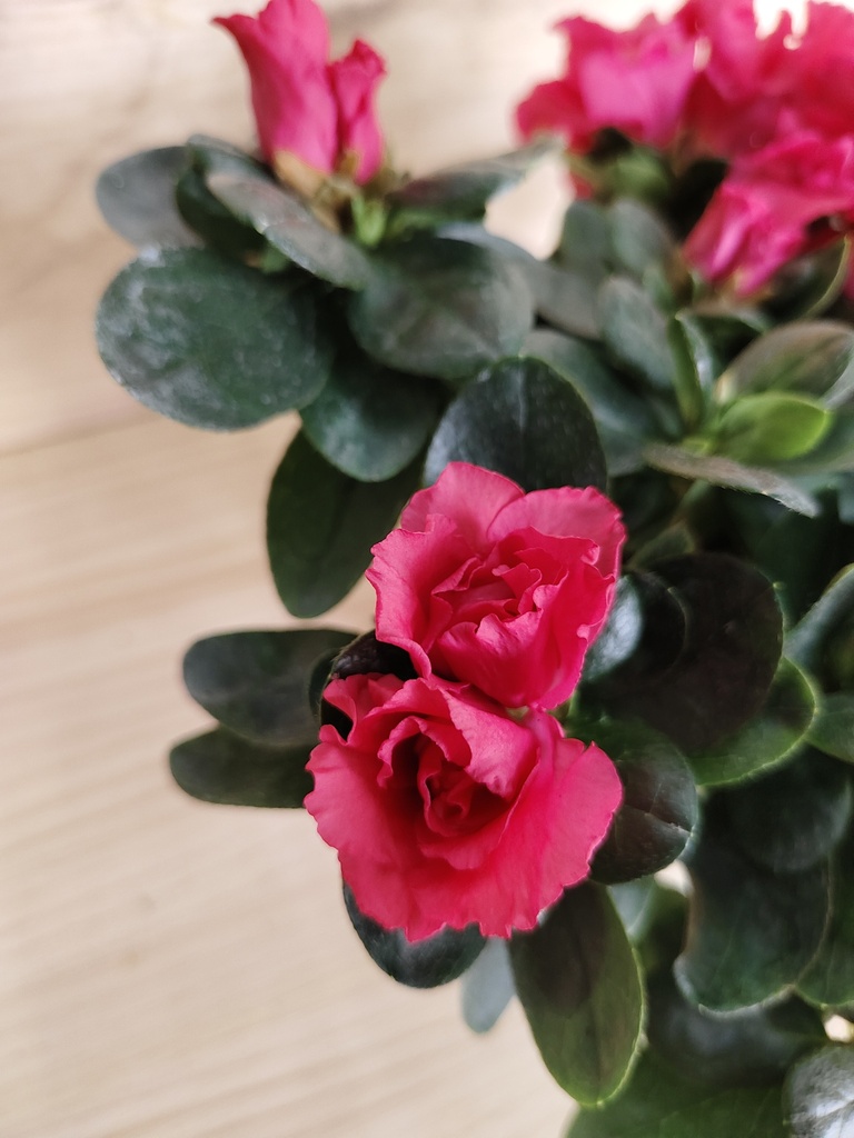 Azalea roja
