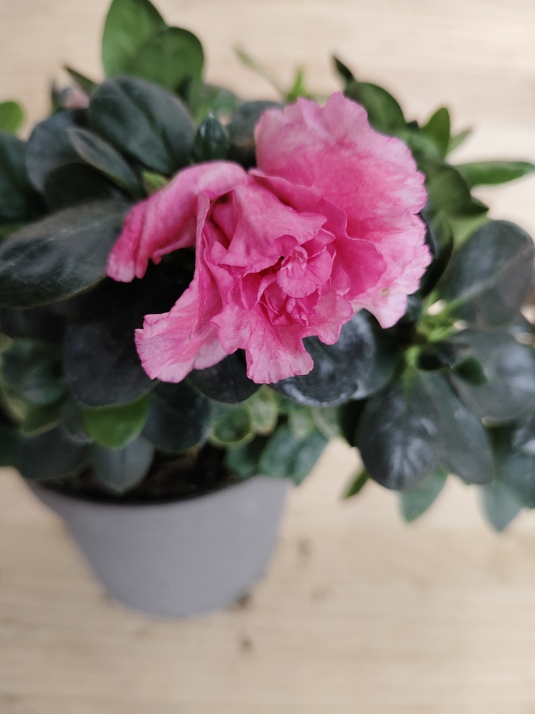 Azalea rosa