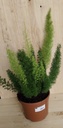 Asparagus