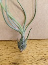 Tillandsia Butzii