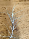 Tillandsia caerulea