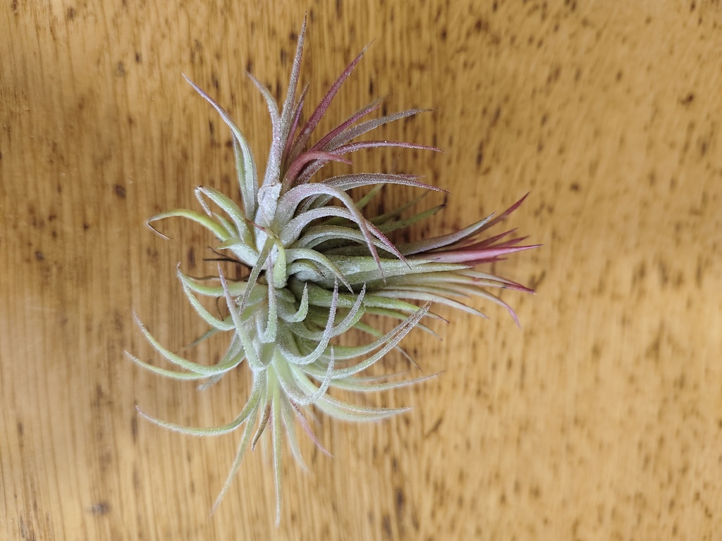 Tillandsia ionantha clumb red
