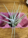 Tillandsia Kammi