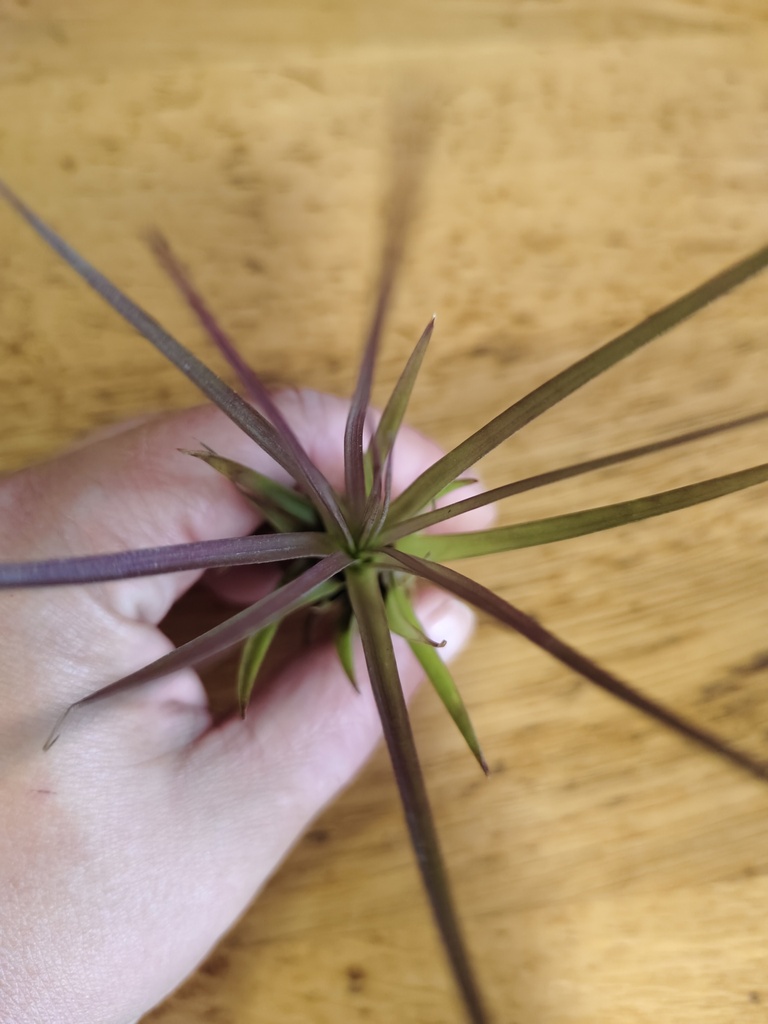 Tillandsia Melanocrater red