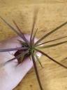 Tillandsia Melanocrater red