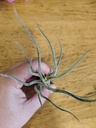 Tillandsia Pruinosa