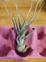 Tillandsia Pruinosa